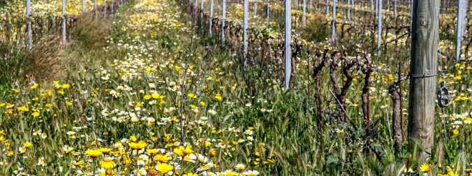 Son Alegre, DO Pla i Llevant 1