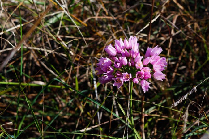 Son Alegre marzo 2016 4