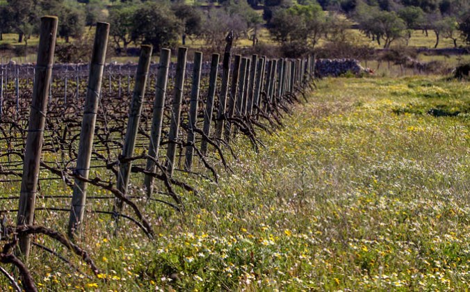 Son Alegre marzo 2016 5