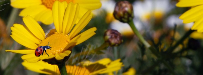 ladybird-coccinellidae-john-hinde