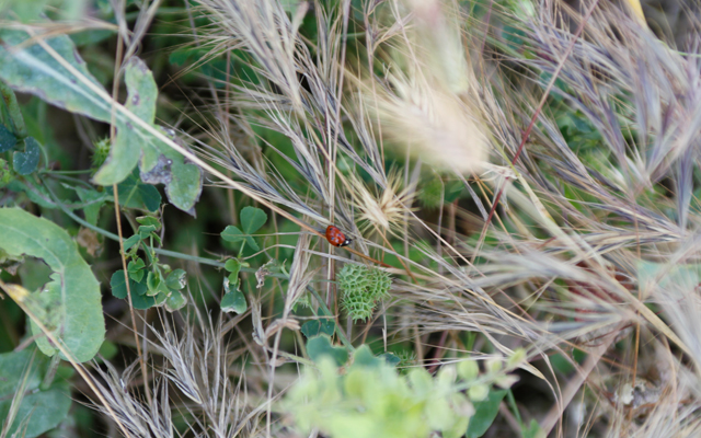 ladybird-john-hinde