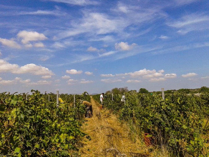 son-alegre-grape-harvest-2