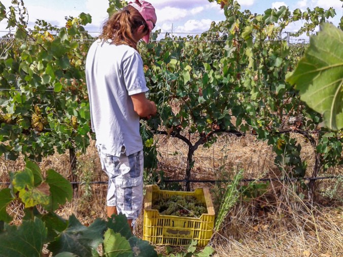 son-alegre-grape-harvest-3