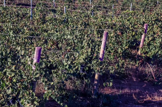 son-alegre-grape-harvest-4