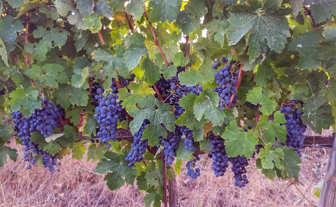son-alegre-grape-harvest-5