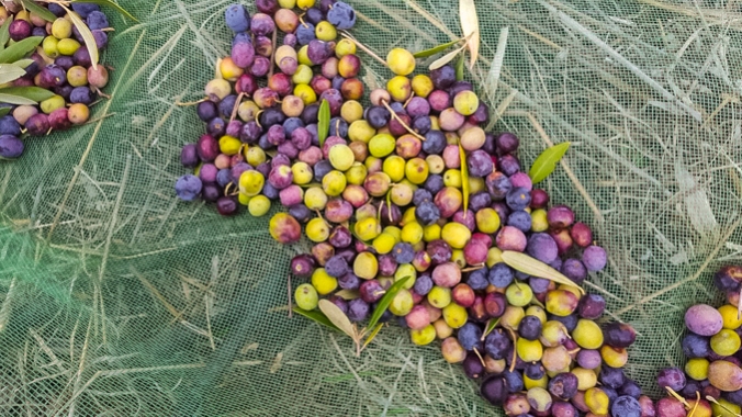 son-alegre-olives-2