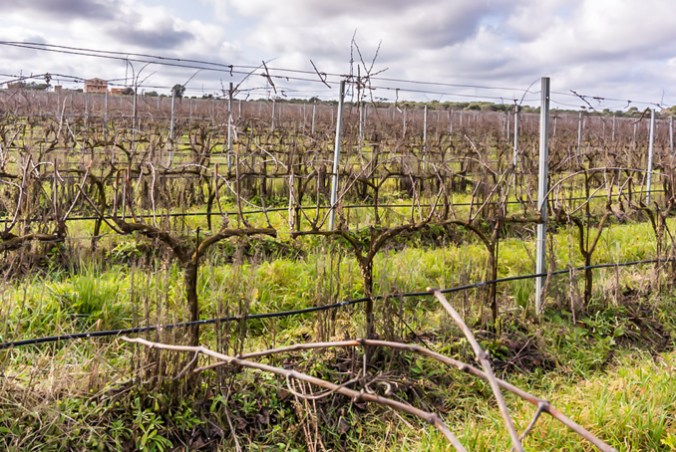 son-alegre-dormition-2