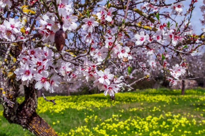 son-alegre-ametllers-2