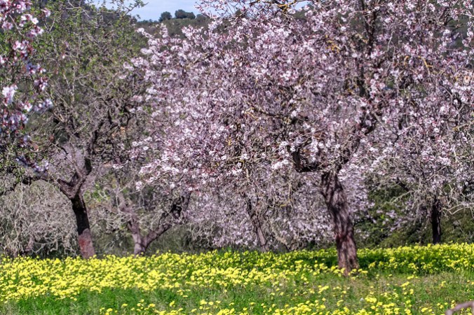 son-alegre-ametllers-3