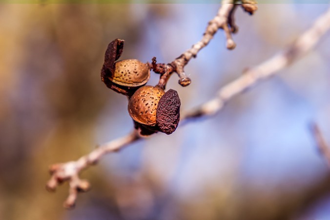 son-alegre-ametllers-6