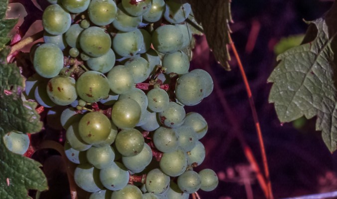 Son Alegre white grapes 1