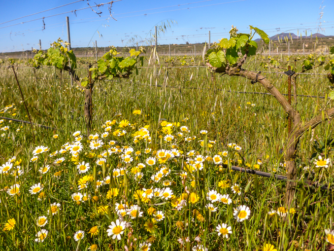 Son Alegre granizada4