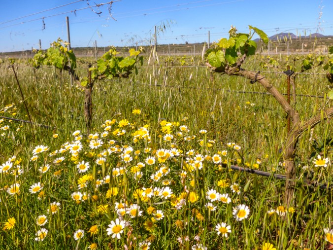 Son Alegre granizada4
