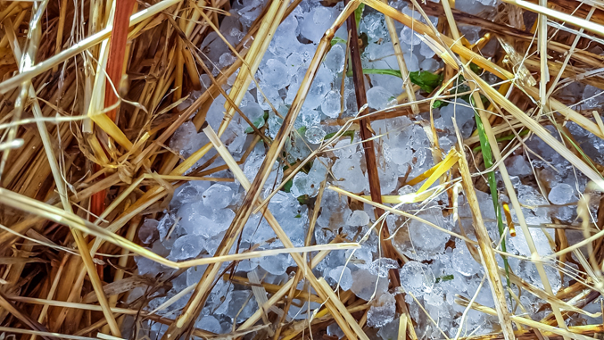 Son Alegre granizada5