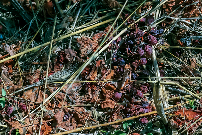 Son Alegre granizada7