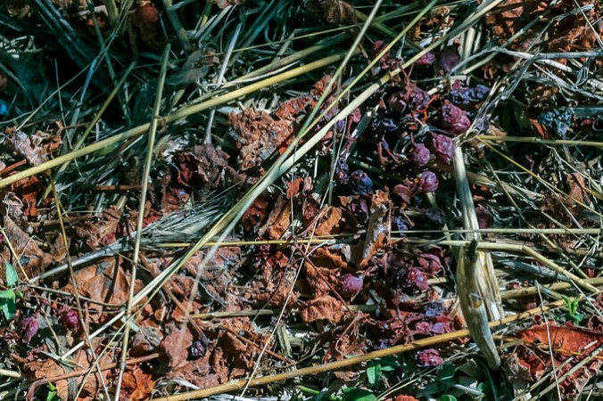 Son Alegre granizada7