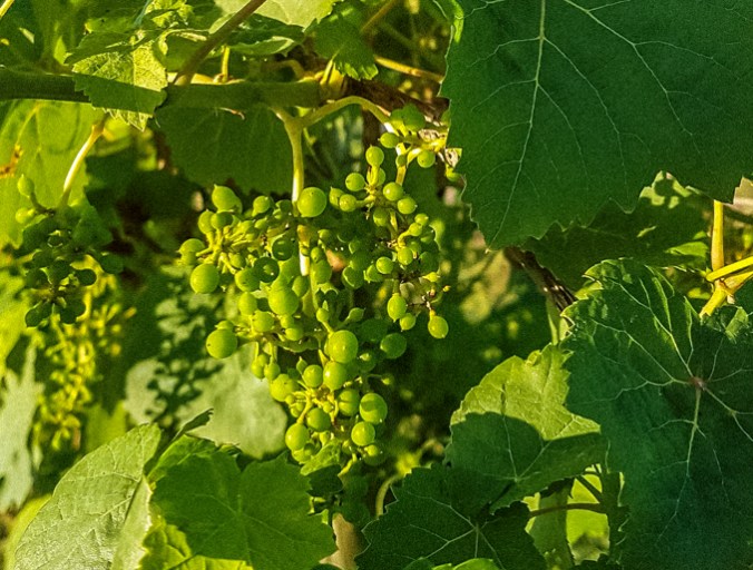 Son Alegre granizada8