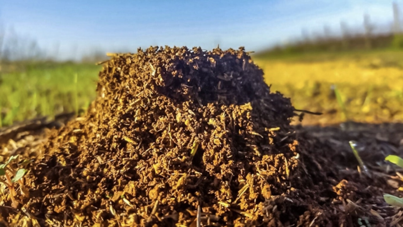 Son Alegre Masanobu Fukuoka_05