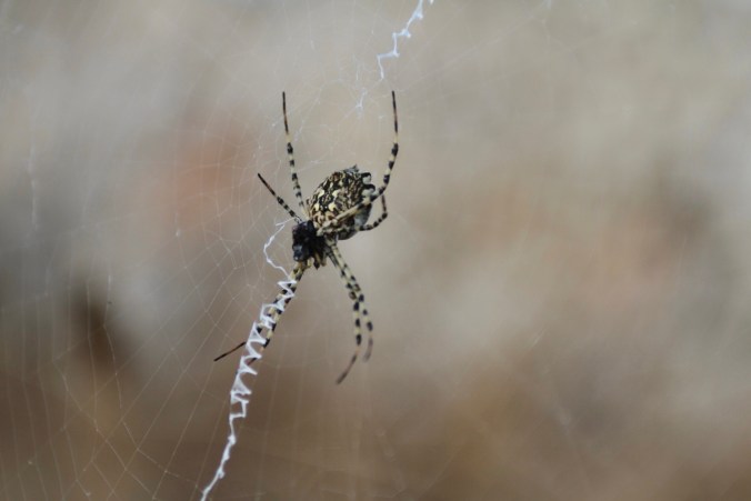 Son Alegre Masanobu Fukuoka_08